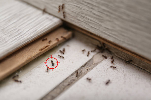 Best Flea Control Services  in Laurel, MT